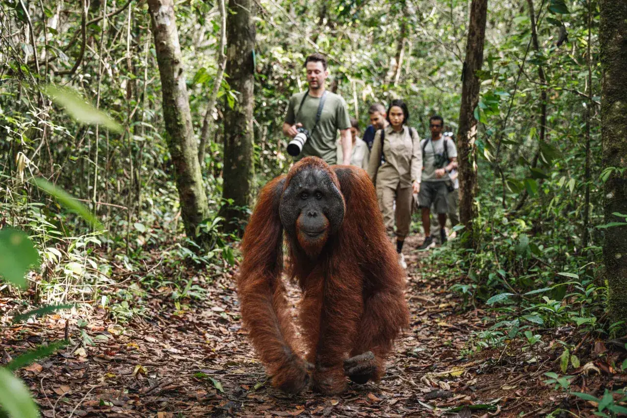 Orangutan w dżungli Borneo