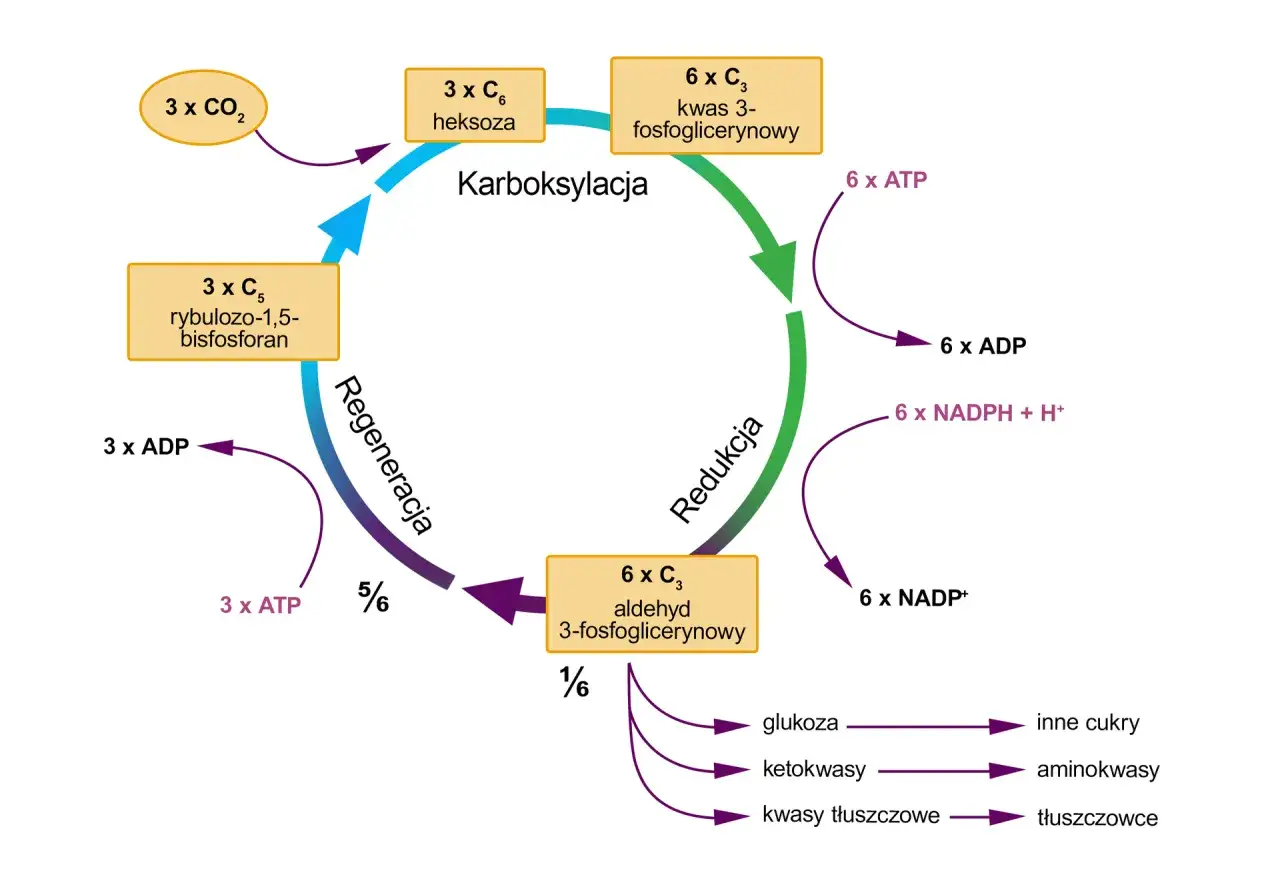 Schemat cyklu Calvina z zaznaczonymi etapami