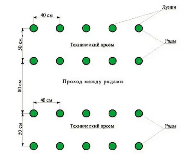 rozstaw sadzenia pomidorów schemat