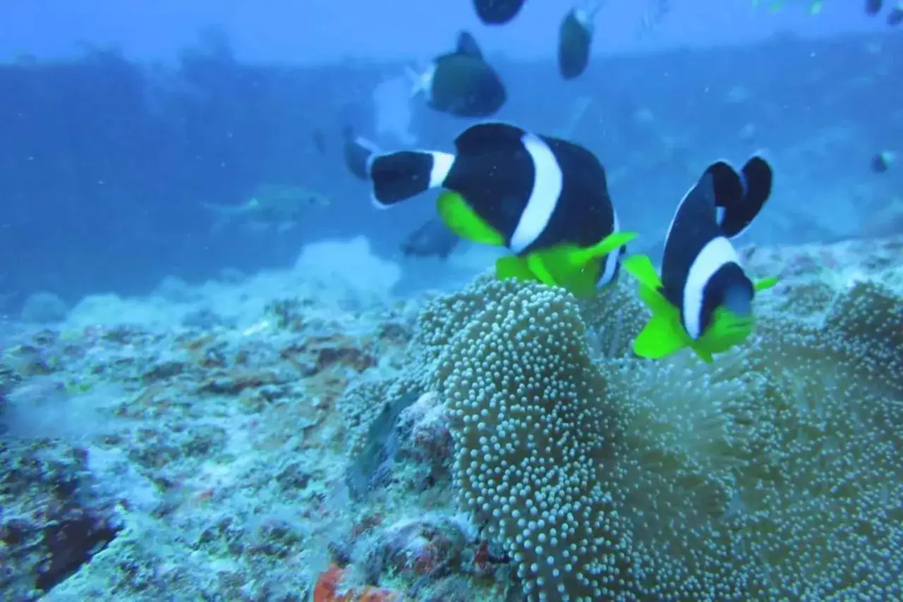 Dwa błazenki pływają wśr&oacute;d ukwiał&oacute;w na rafie koralowej Mauritiusu.