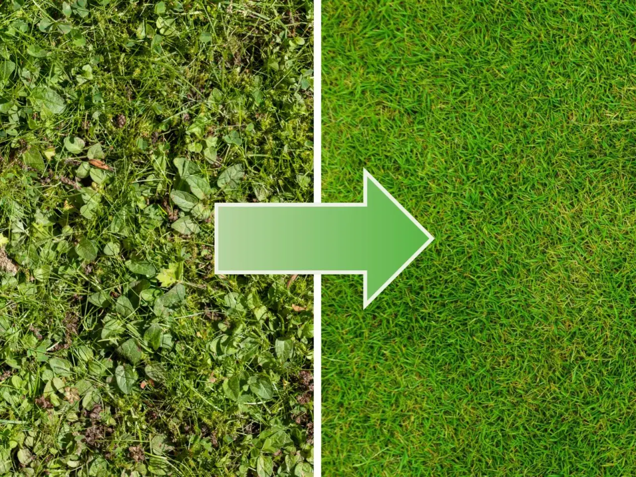 Zdrowy trawnik bez chwast&oacute;w