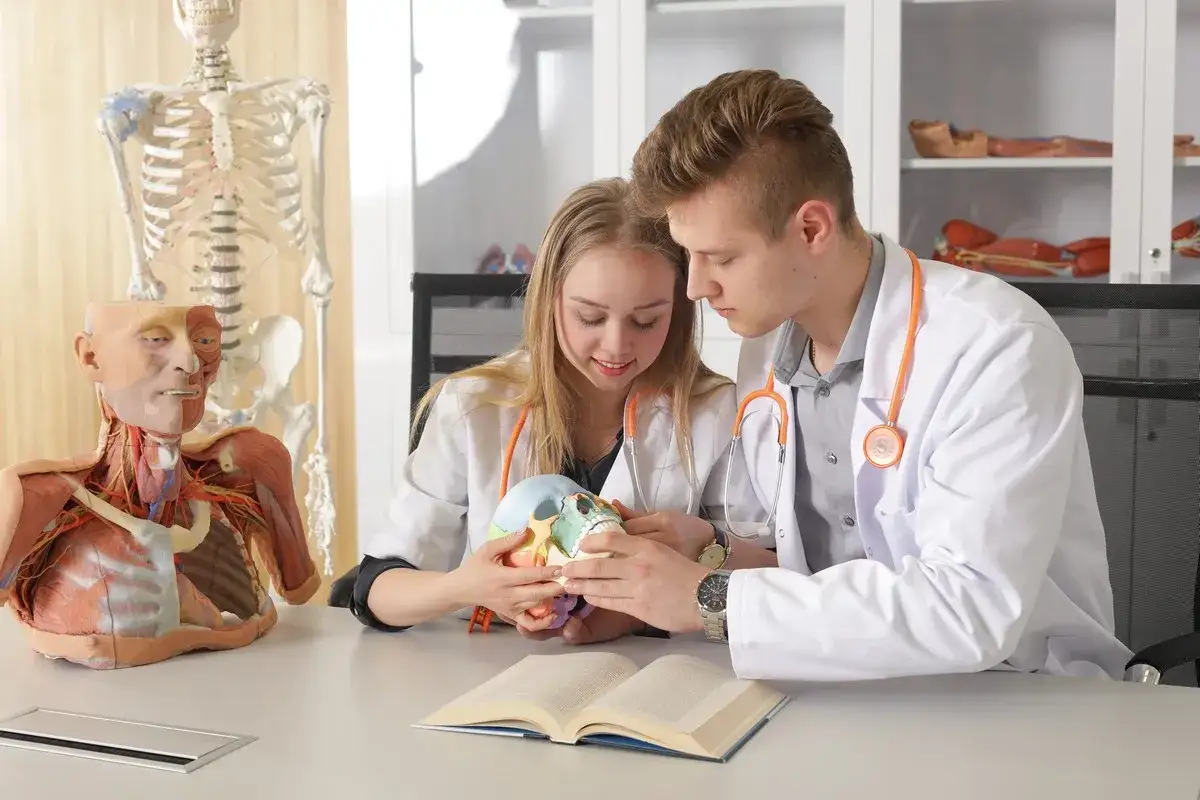 Dwóch studentów medycyny analizuje model czaszki, ucząc się o różnych lista specjalizacji lekarskich.