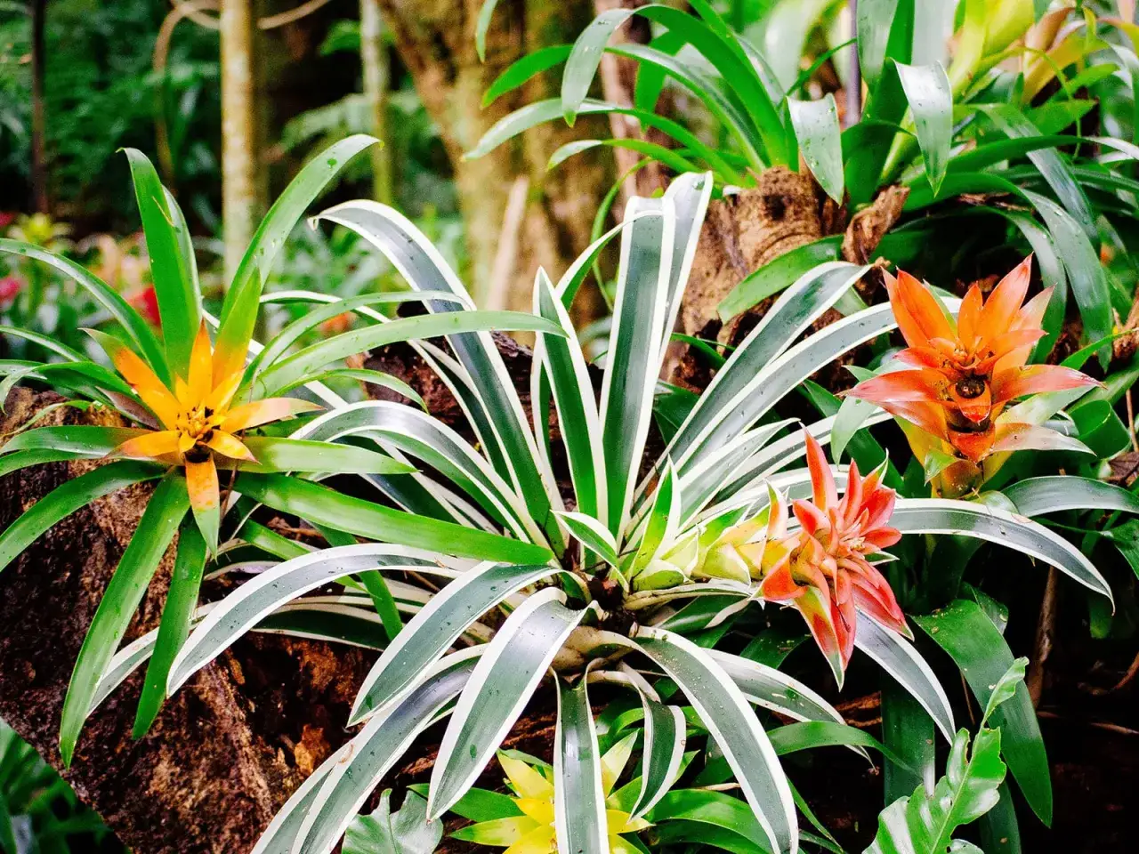 Kolorowe kwiaty bromelii, w tym guzmania, rozkwitają wśród zielonych liści.