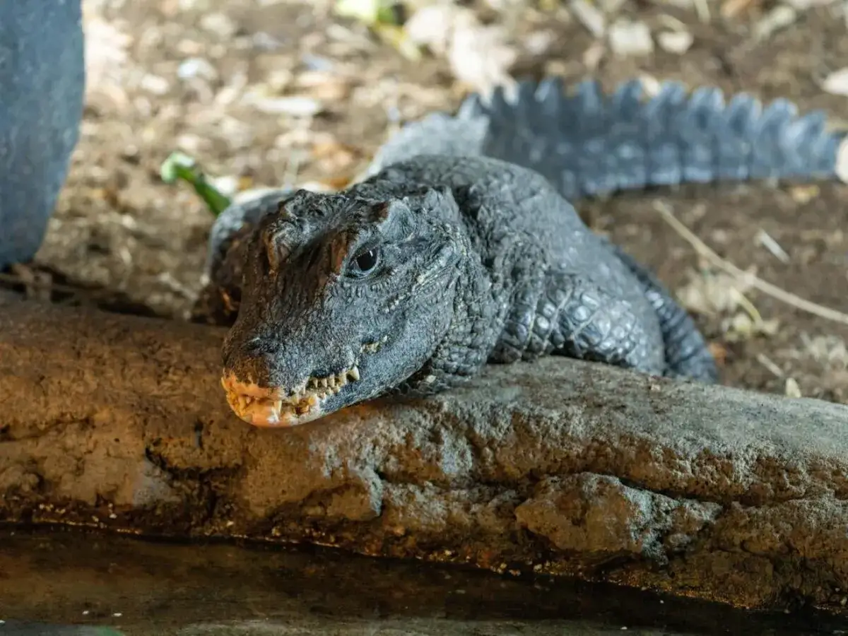 Krokodyl kr&oacute;tkopyski odpoczywa na kamieniu, jego łuski lśnią w słońcu.