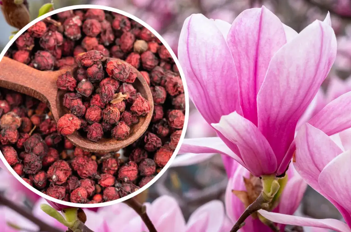 Suszone owoce na łyżce obok kwitnącej magnolii. Czy magnolia jest trująca? Nie, ale jej owoce mogą być.