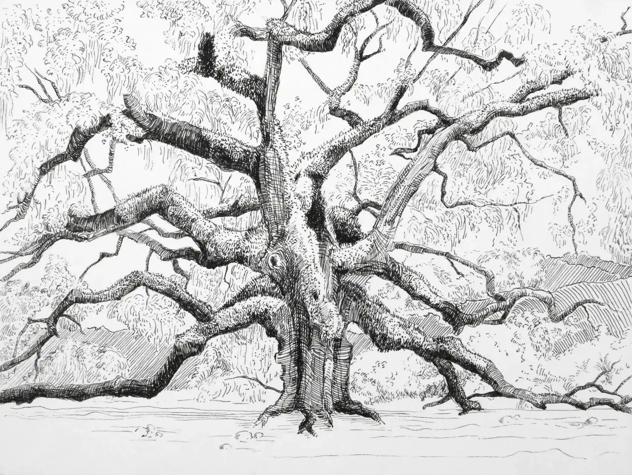 Dąb Dewajtis ilustracja