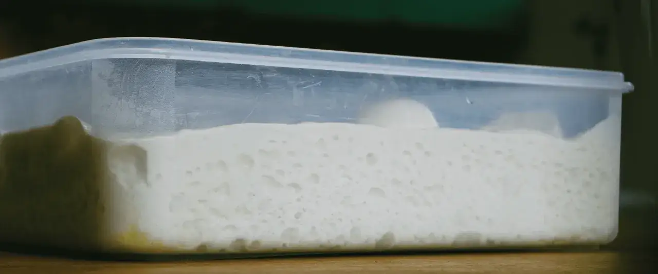 Puszyste ciasto na pizzę w pojemniku, gotowe do pieczenia. Tak, ciasto na pizzę można zrobić dzień wcześniej.