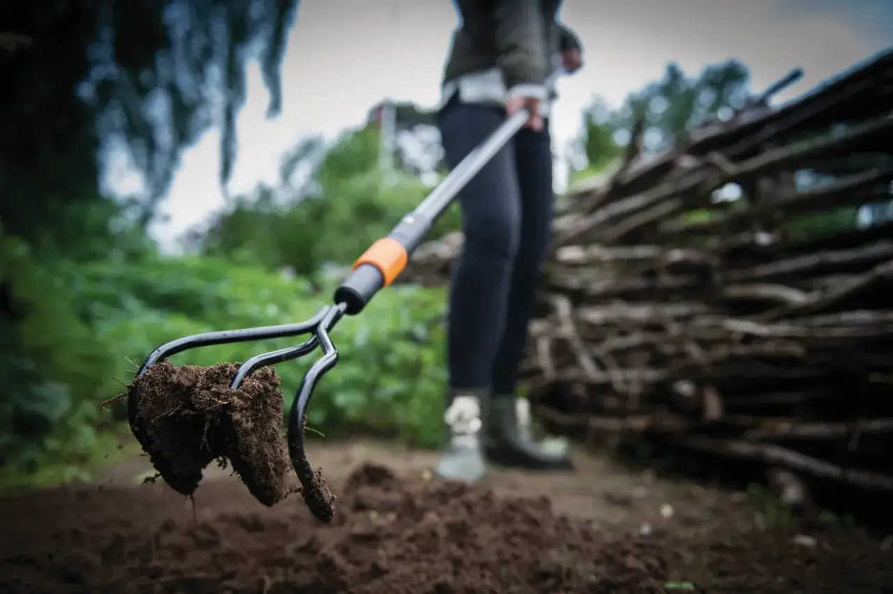 Osoba z grabkami usuwa z ziemi uciążliwe chwasty rozłogowe.