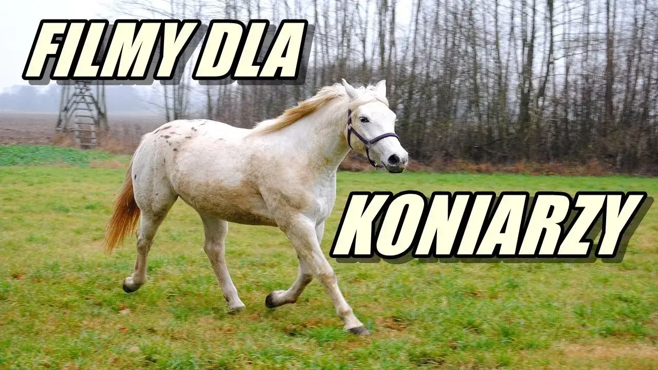 Zdjęcie Najlepsze filmy o koniach po polsku, które musisz zobaczyć