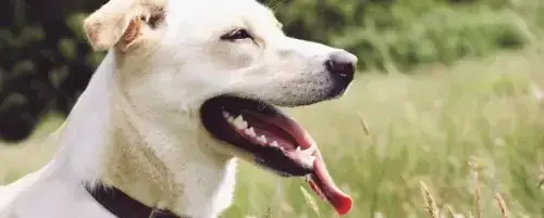 Zdjęcie Pies ciężko oddycha: Możliwe przyczyny i jak postępować w takiej sytuacji?