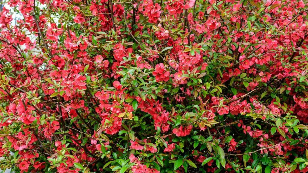 pigwowiec kwitnący krzew w ogrodzie