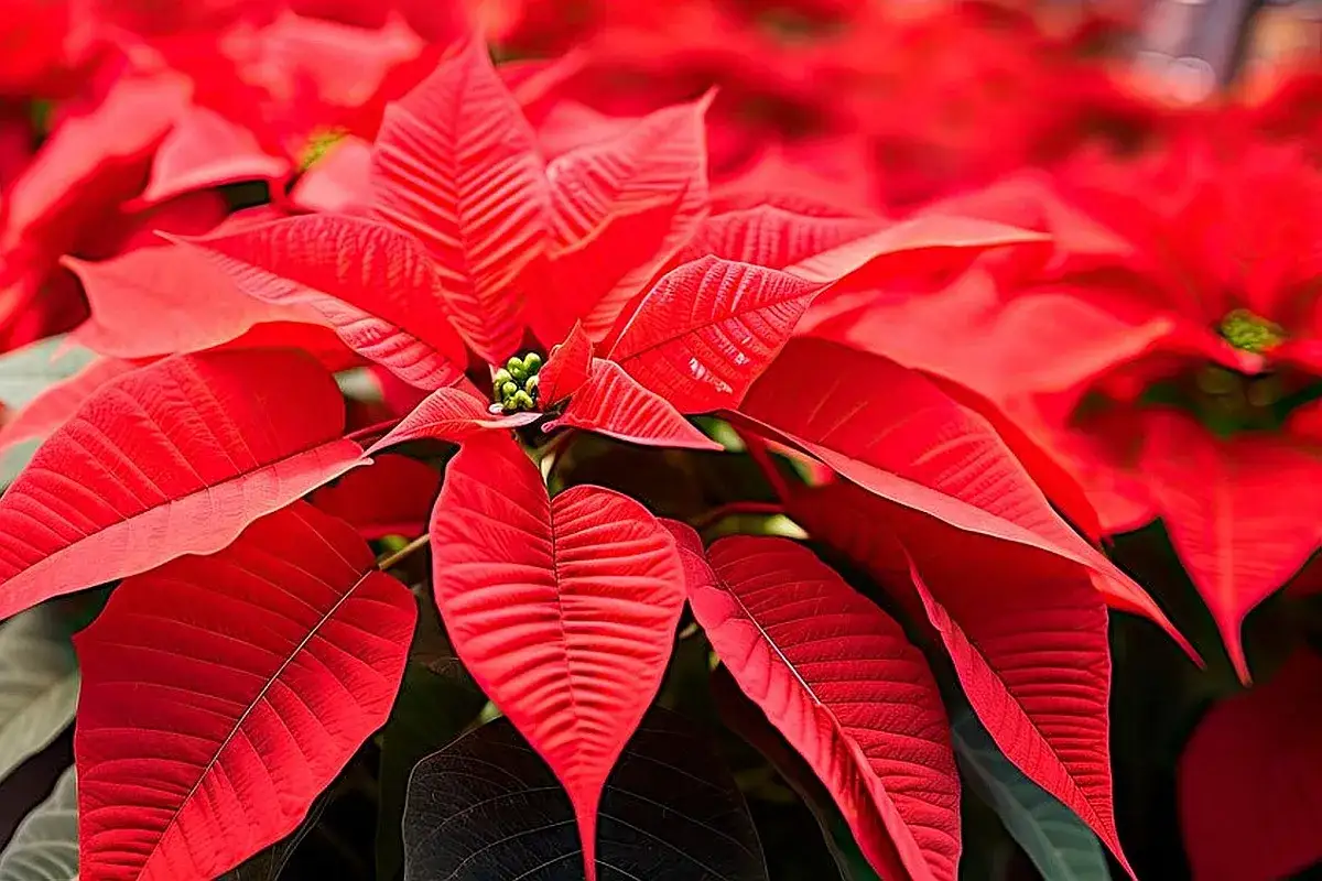 Intensywnie czerwone liście gwiazdy betlejemskiej tworzą świąteczną atmosferę. To idealny dzień gwiazdy betlejemskiej, by poczuć magię świąt.