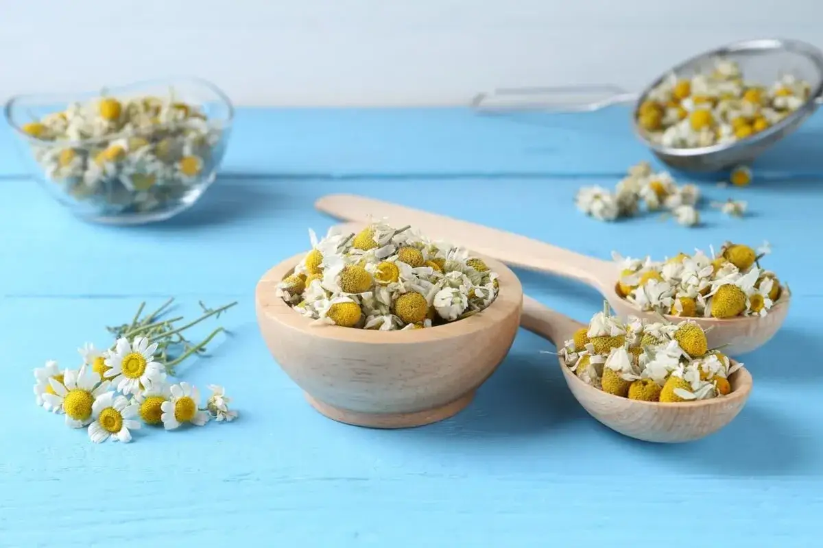 Suszone kwiaty rumianku w drewnianych miseczkach i łyżkach, gotowe do przygotowania naparu. Rumianek na b&oacute;l zęba to naturalny spos&oacute;b na ulgę.