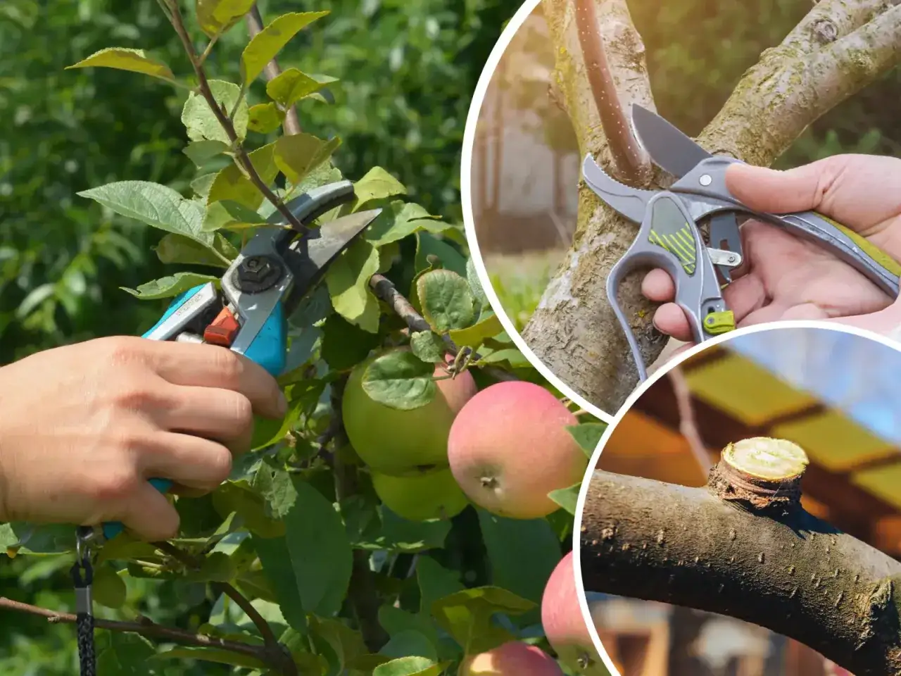 schemat usuwania wilk&oacute;w i odrost&oacute;w jabłoń