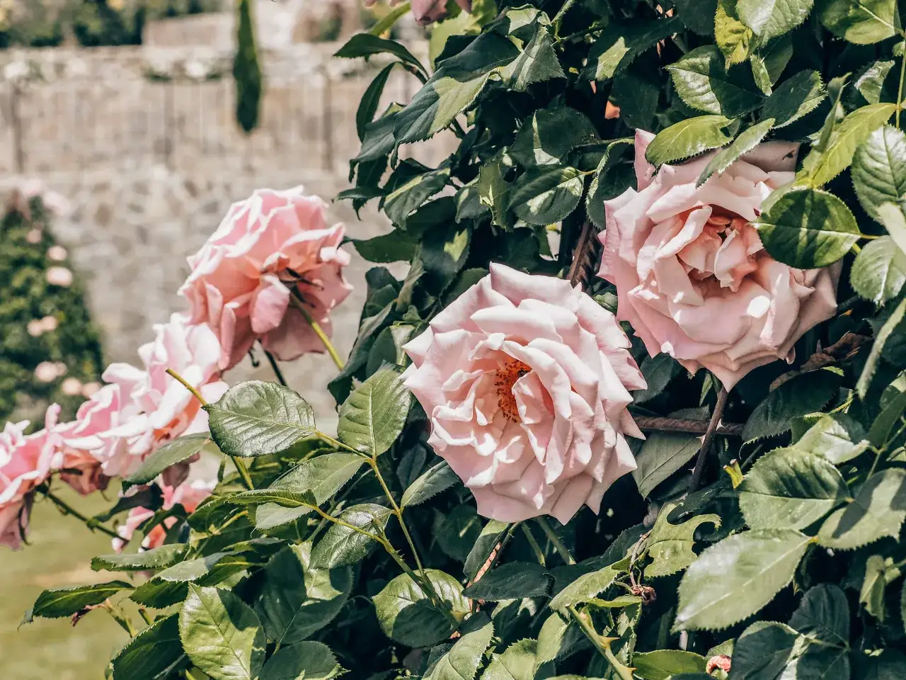 Delikatne, r&oacute;żowe r&oacute;że kwitną bujnie w bułgarskiej Dolinie R&oacute;ż.