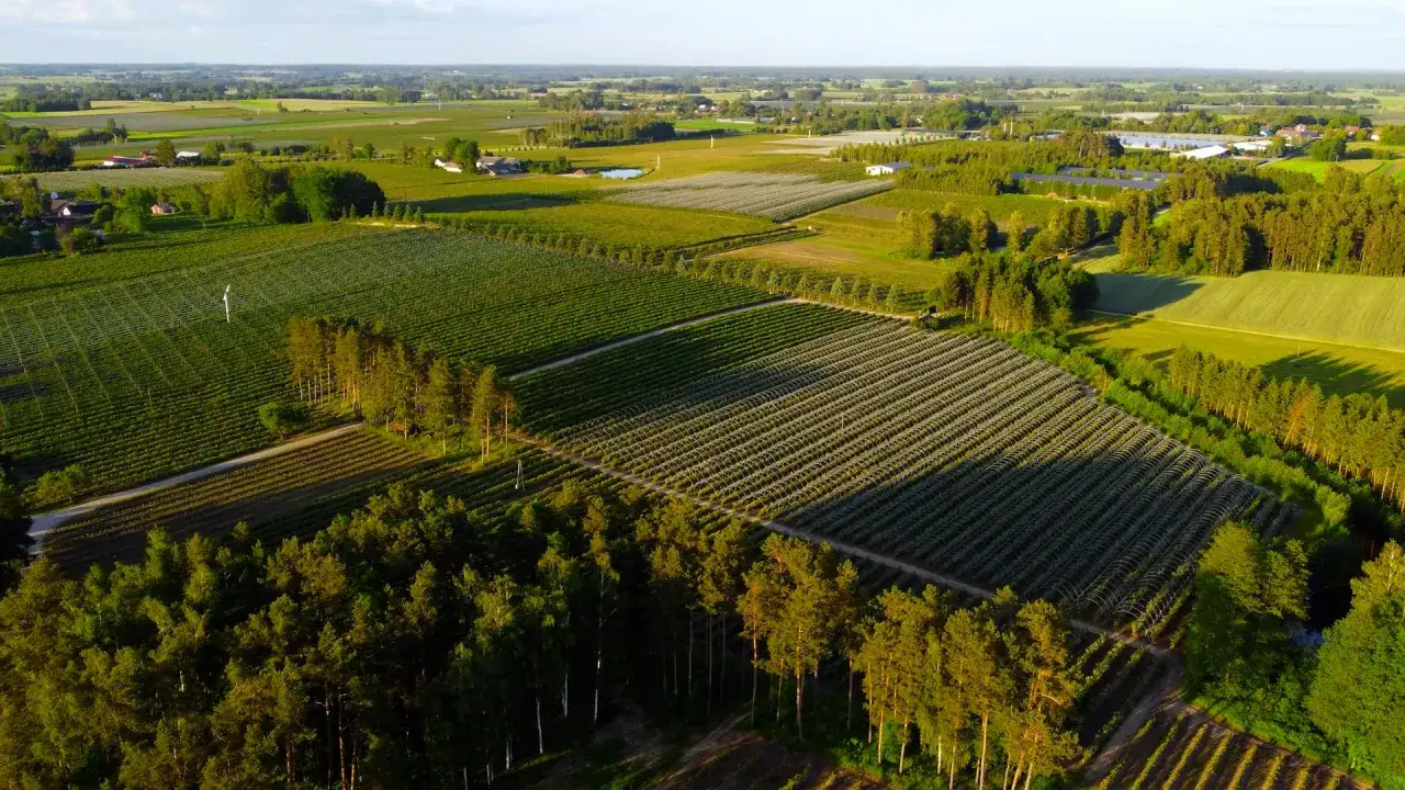 plantacja bor&oacute;wek zbiory lato