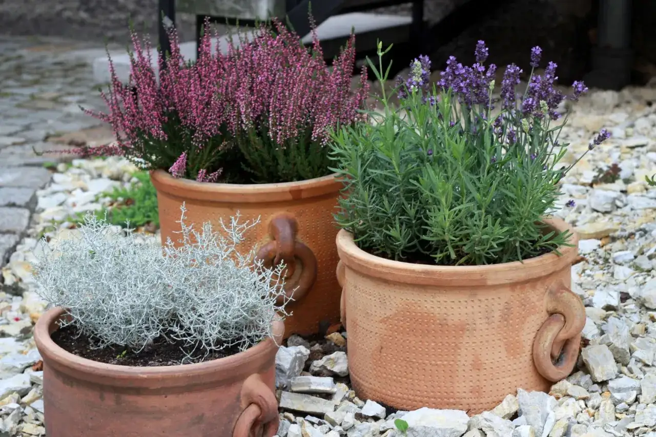 Trzy gliniane donice z kwitnącym wrzosem, lawendą i srebrzystą rośliną na kamienistym podłożu.