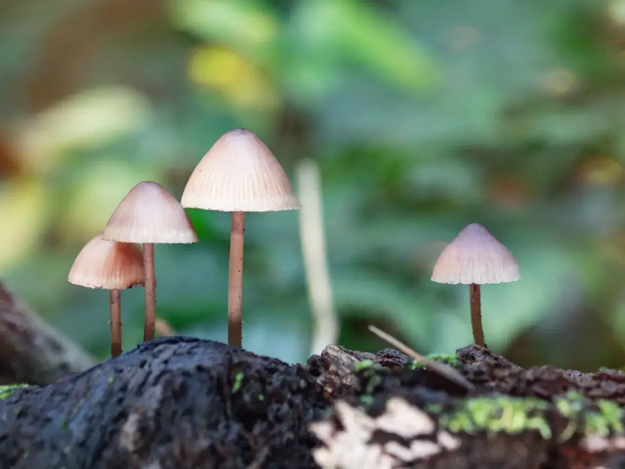 Grzyby podobne do łysiczki lancetowatej