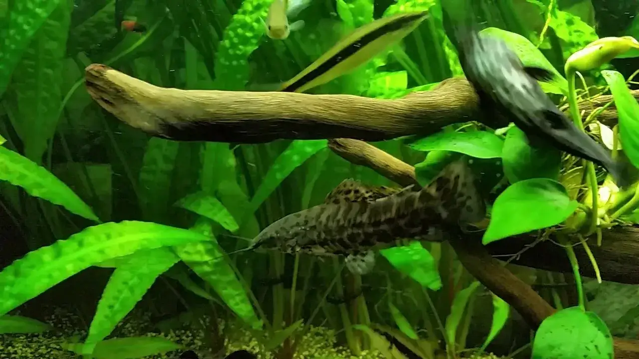 Zdjęcie Czy kiryśnik zjada małe rybki? Sprawdź, jakie ryby są bezpieczne