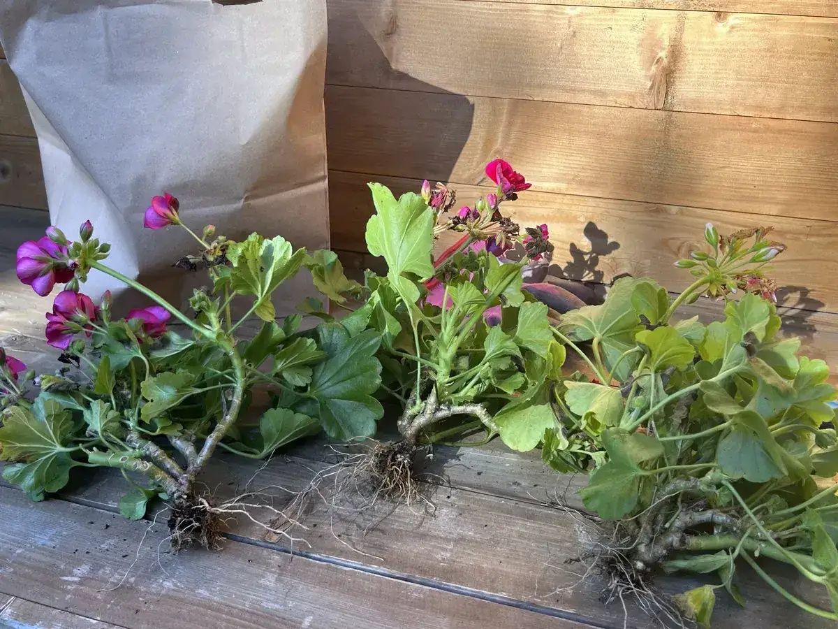 Pelargonie z gołym korzeniem gotowe do przechowania. Dowiedz się, jak przezimować pelargonie, by cieszyć się nimi w przyszłym roku.