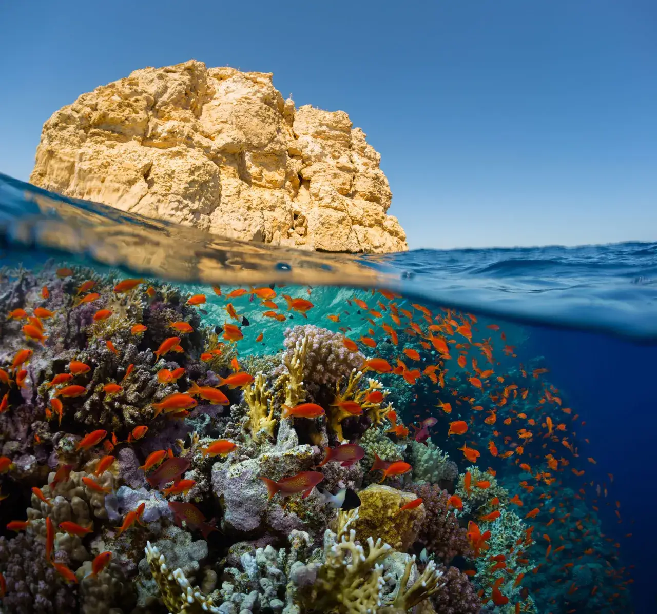 Rafy koralowe Morze Czerwone Egipt