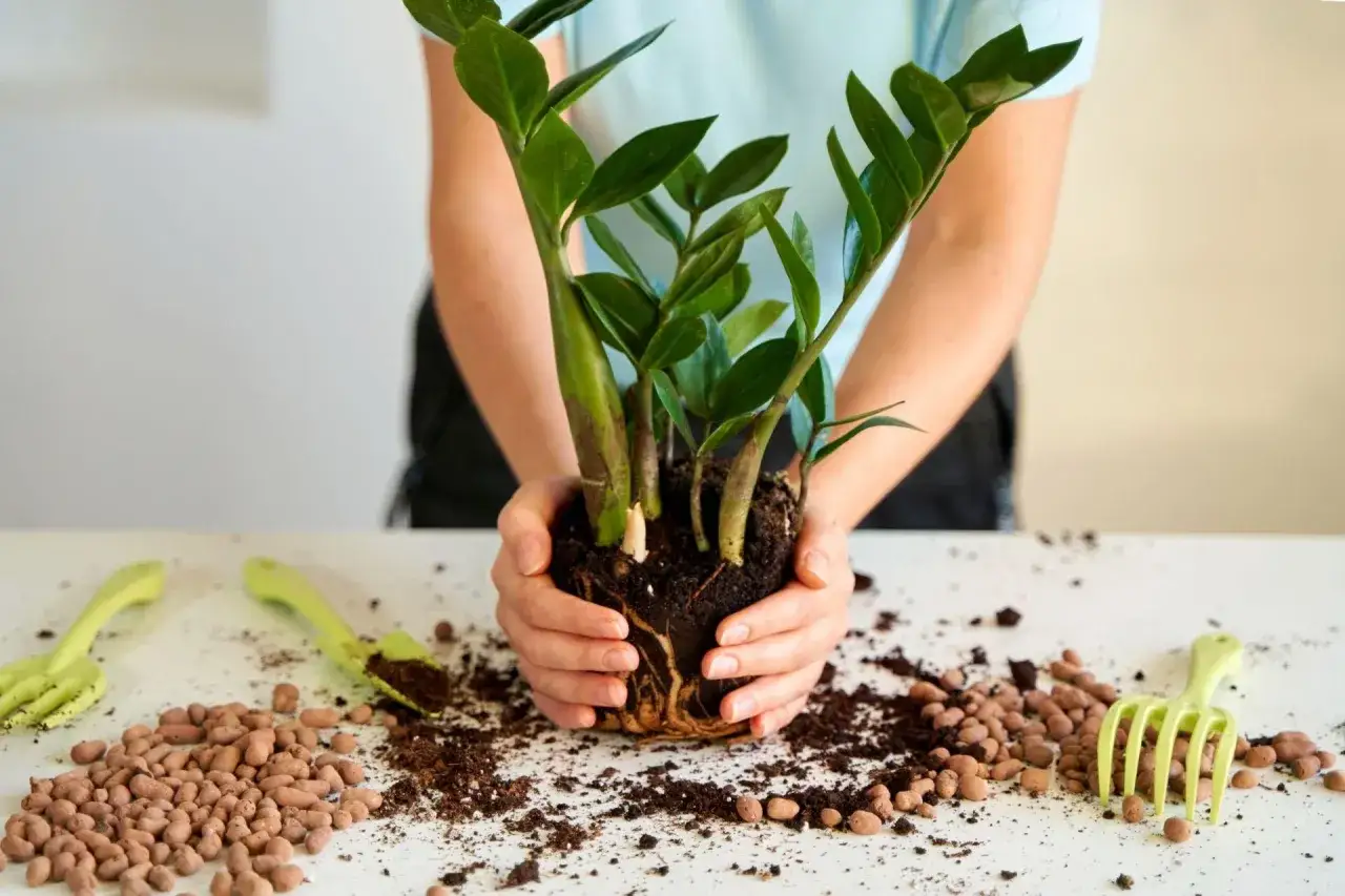 Ręce trzymają roślinę z bryłą korzeniową. Obok rozsypany keramzyt na wierzch doniczki, ziemia i narzędzia ogrodnicze.
