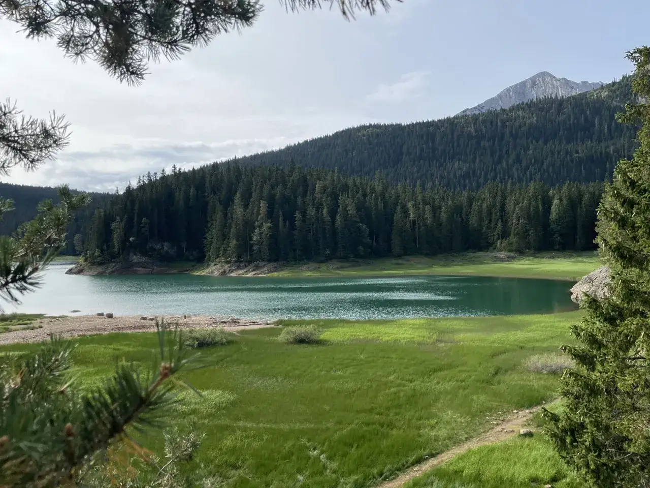 Zielona trawa i turkusowe jezioro w Durmitor National Park, otoczone gęstym lasem iglastym i skalistymi szczytami.