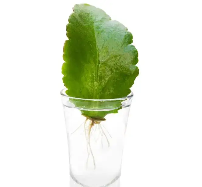 ukorzenianie sadzonek Kalanchoe