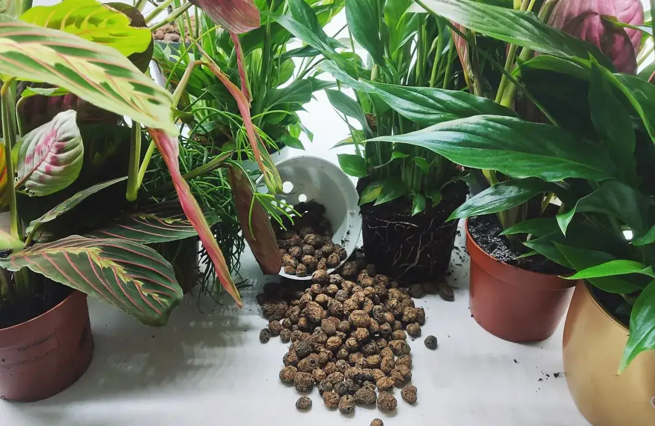 Pokazujemy, jak stosować keramzyt do kwiat&oacute;w. Wsypujemy go do doniczki, by zapewnić lepsze odprowadzenie wody i napowietrzenie korzeni.