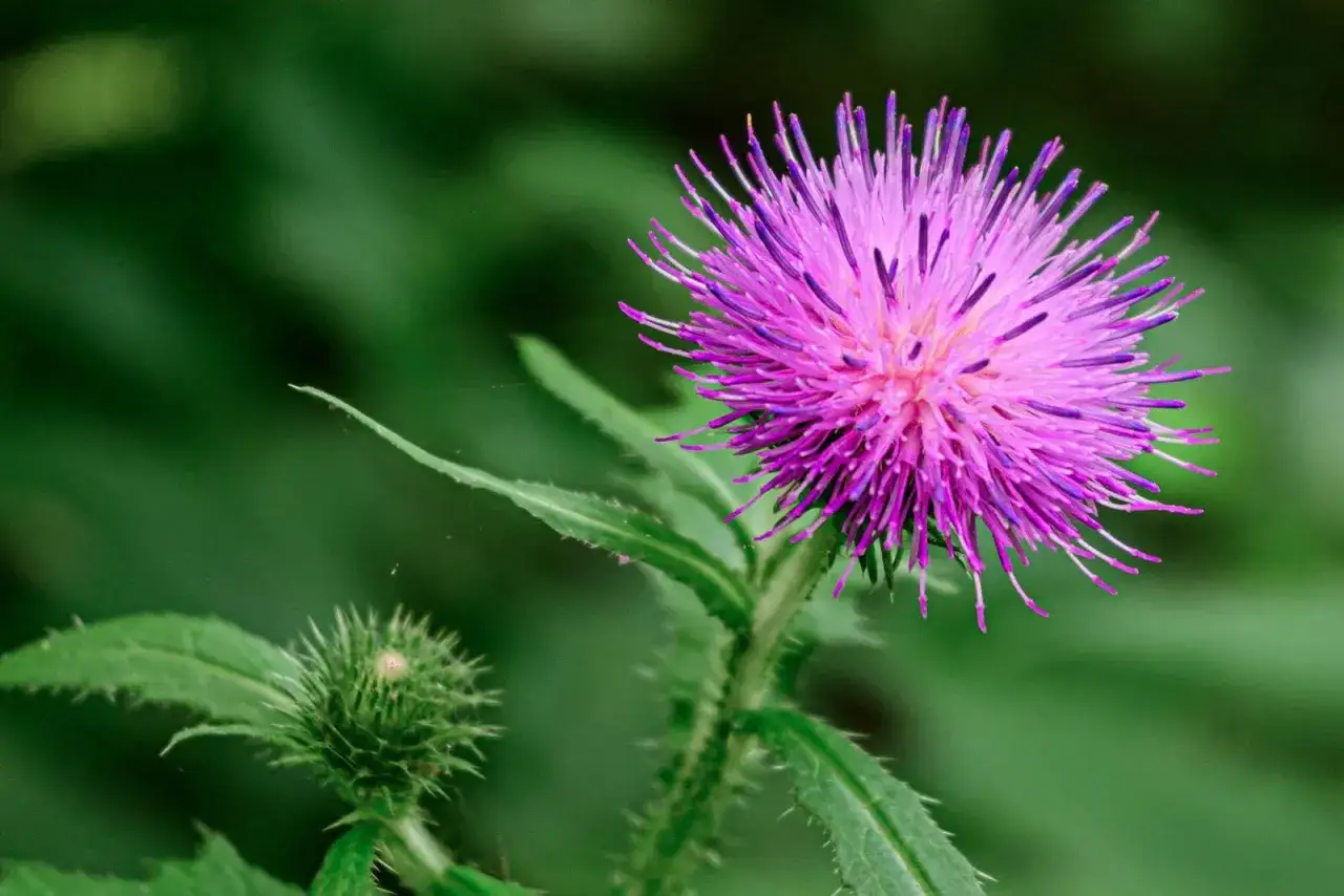kwitnące osty gatunki polska