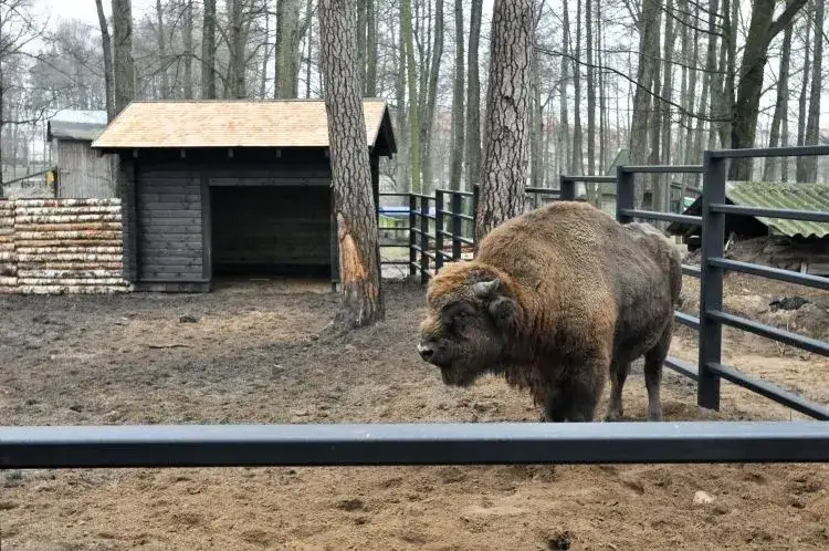 Akcent ZOO Białystok żubry