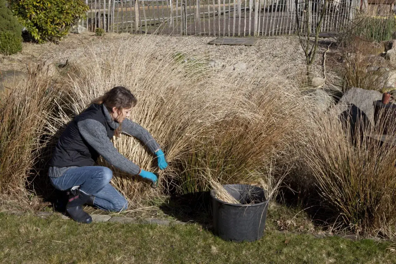 narzędzia do przycinania traw ozdobnych