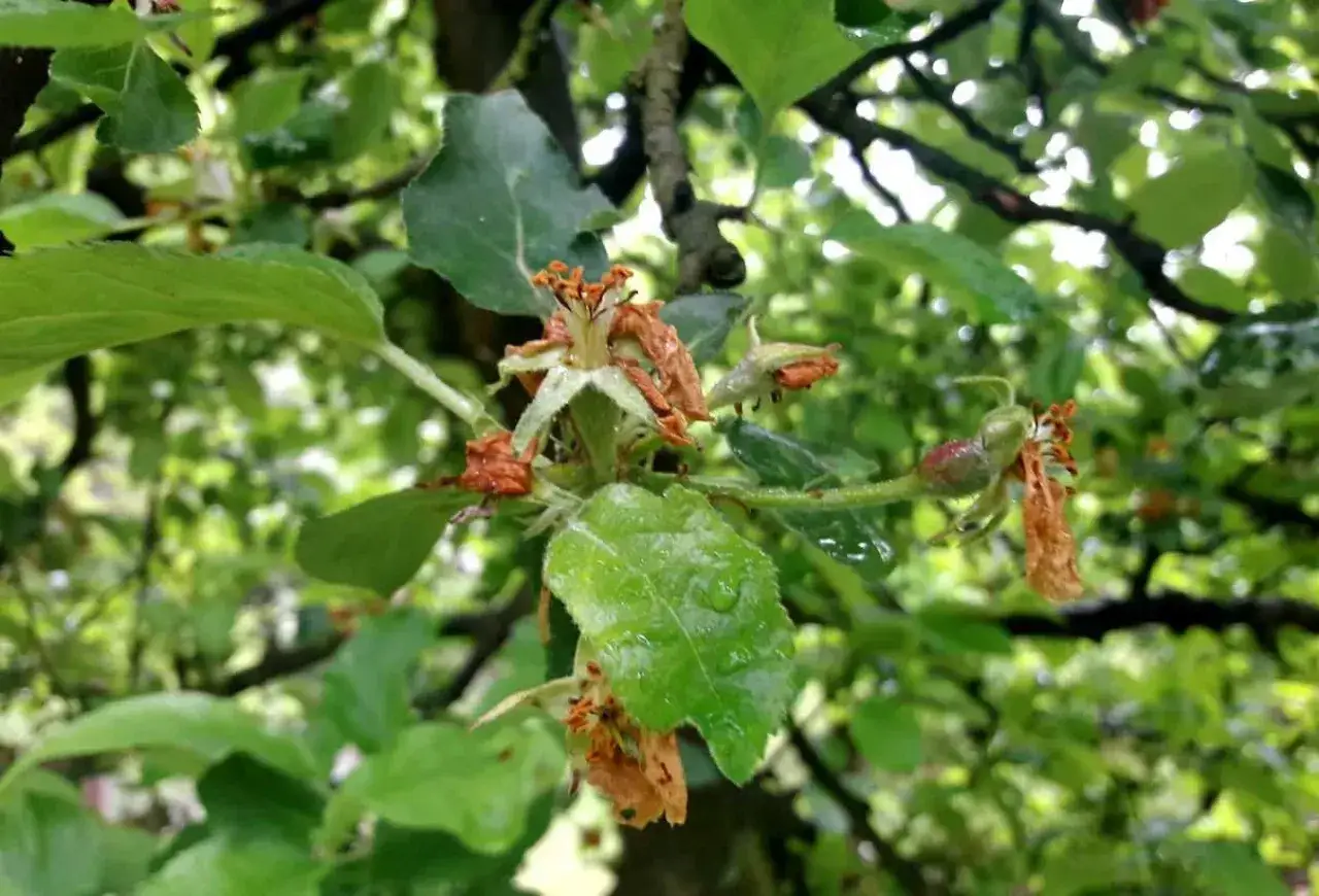 Choroby i szkodniki jabłoni na pąkach