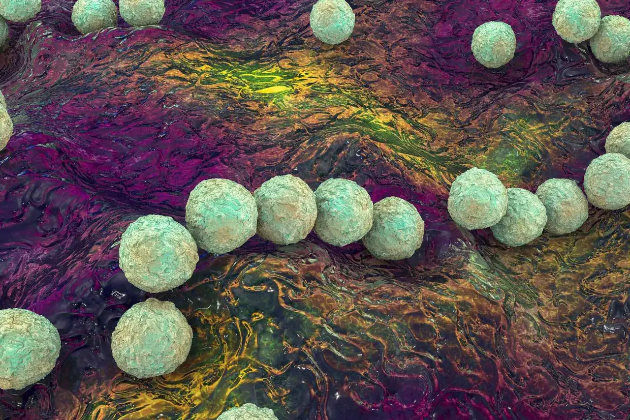 Bakterie paciorkowca ropotwórczego, przyczyna szkarlatyny. Szczepienie chroni przed tą chorobą.