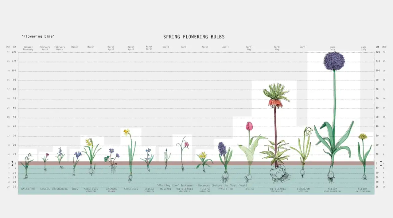 Prawidłowa głębokość sadzenia cebuli