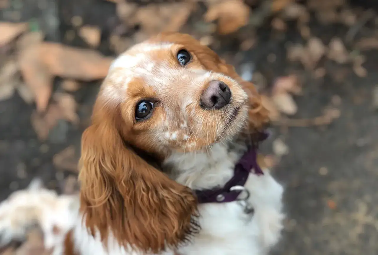 Uroczy cocker spaniel cavalier z błyszczącymi oczami patrzy w g&oacute;rę, otoczony jesiennymi liśćmi.