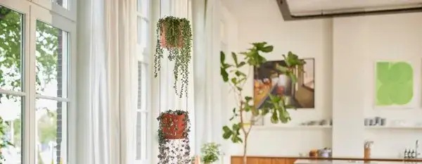 Zdjęcie Transforma tu hogar con macetas colgantes interiores para un estilo único