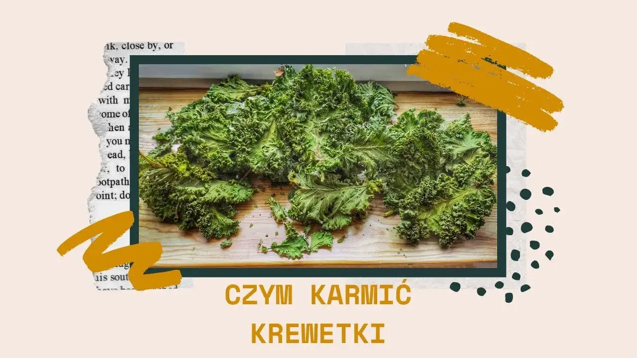 Zdjęcie Jak karmić krewetki w akwarium z rybkami, by uniknąć błędów?