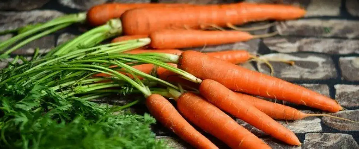 Zdjęcie Czy gotowana marchew jest dietetyczna? Odkryj jej sekrety zdrowotne