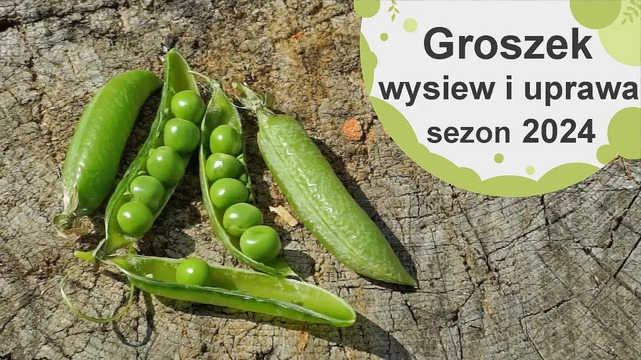 Zdjęcie Kiedy jest sezon na groszek? Poznaj najlepszy czas na świeże zbiory