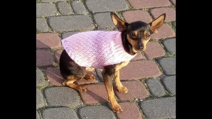 Zdjęcie Jak zrobić sweter dla psa na szydełku - proste kroki i porady