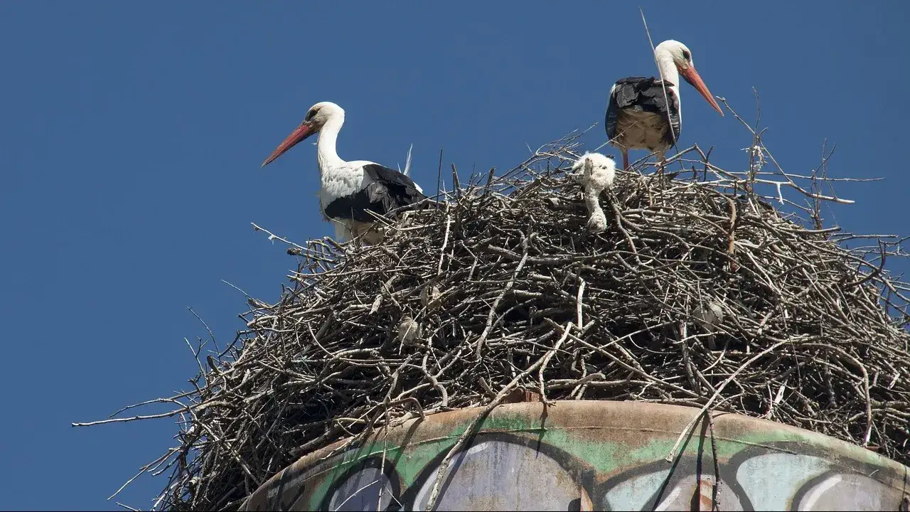 r&oacute;żne bocianie gniazda lokalizacje