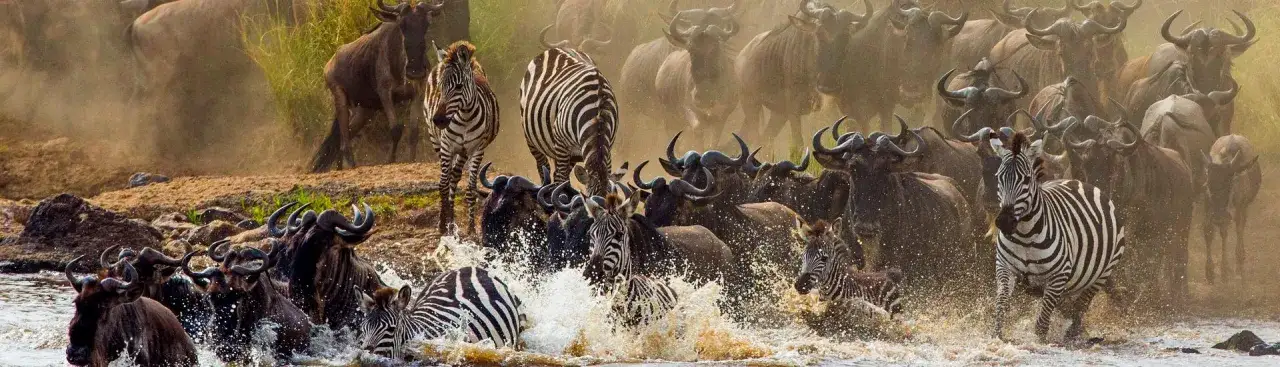 wielka migracja antylop gnu Masai Mara