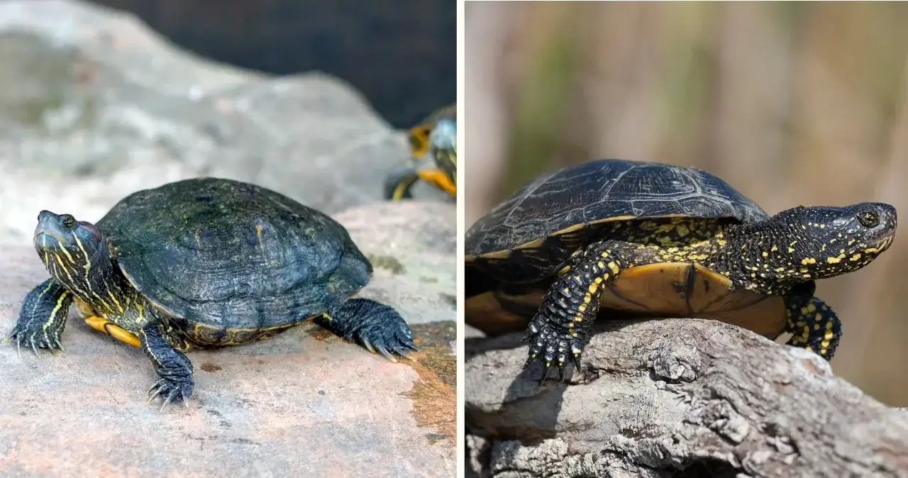 ż&oacute;łw czerwonolicy i ż&oacute;łtolicy por&oacute;wnanie