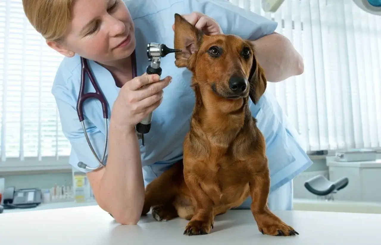 Lekarz weterynarii bada ucho jamnika. Czy lekarz weterynarii to doktor? Tak, to doktor zwierząt.