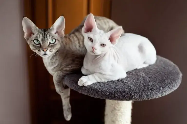 Devon Rex wygląd