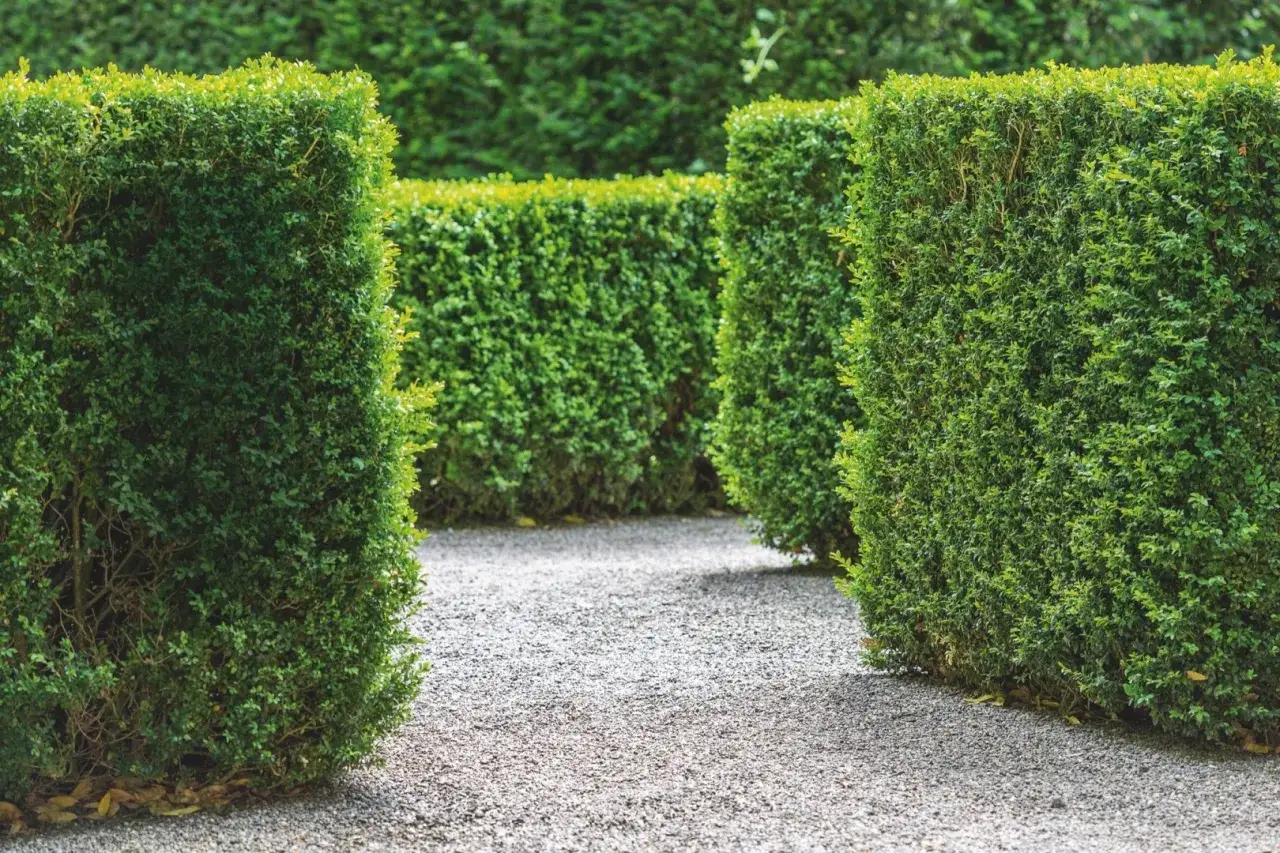 Brązowiejące tuje choroby