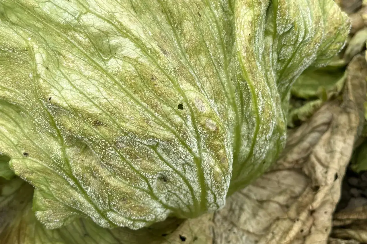 Liście sałaty pokryte szronem, niektóre już brązowe i suche. Czy sałata boi się mrozu? Wygląda na to, że tak.