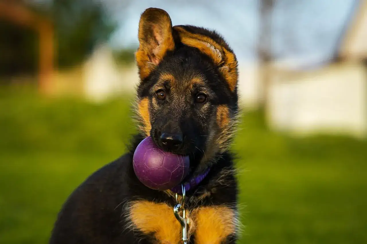 Zdjęcie Jaki rozmiar obroży dla owczarka niemieckiego, aby uniknąć problemów?