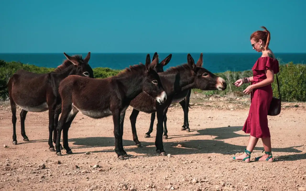 dzikie osiołki Cypr P&oacute;łnocny Karpaz